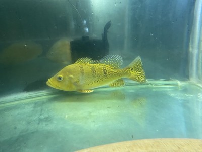 銀龍魚混養魚最佳搭配是什么品種(銀龍魚混養最佳搭配圖)