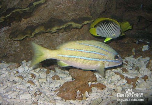 紅龍魚40公分不紅：紅龍魚40公分為啥不發(fā)色