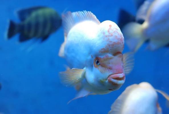 龍魚虎魚魟魚混養(yǎng)喂什么：龍魚虎魚混養(yǎng)喂什么