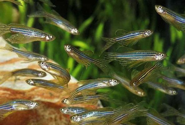 虎魚一天喂幾頓合適：虎魚一天喂幾頓合適虎魚喂食頻率的結(jié)論是什么