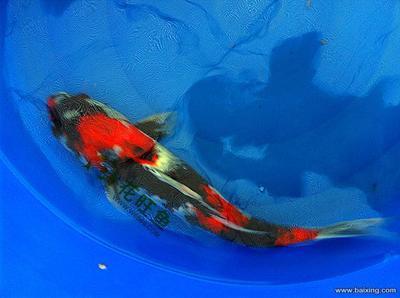 紅龍魚(yú)燈什么牌子好用又實(shí)惠的：紅龍魚(yú)燈對(duì)魚(yú)色彩影響研究