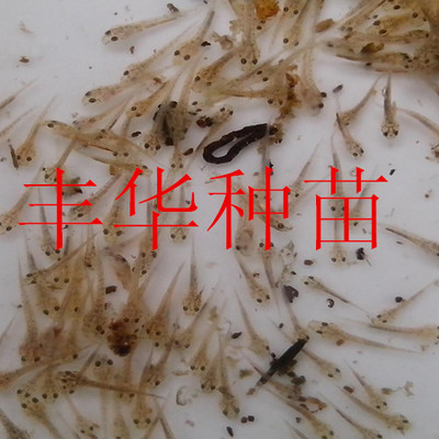 紅龍魚最好的品種在哪里買到的：如何挑選和購買紅龍魚 紅龍魚最好的品種在哪里買到的：如何挑選和購買紅龍魚 紅龍魚百科 第1張