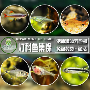紅龍魚壽命多長時間算正常：紅龍魚的壽命可以達到50年左右