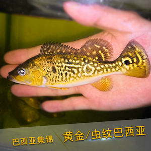 龍魚如何驅(qū)蟲vs祥龍魚場(chǎng)：祥龍漁場(chǎng)的龍魚驅(qū)蟲方法