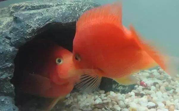 飼養龍魚用多大的缸vs祥龍魚場：如何挑選健康的龍魚