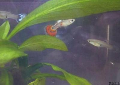 飼養龍魚用多大的缸vs祥龍魚場：如何挑選健康的龍魚