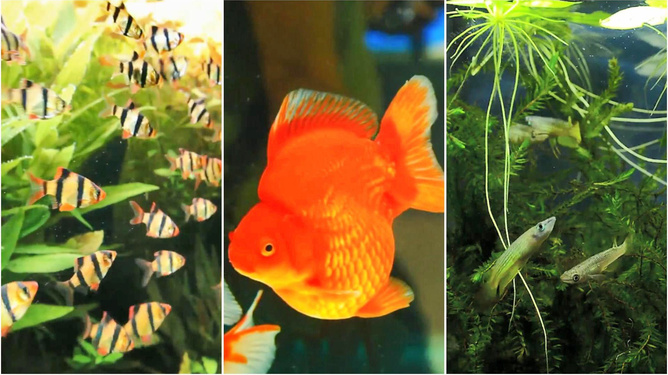 虎魚眼睛氣泡眼:虎魚眼睛內的氣泡可能是由多種原因引起的 虎魚百科 第2張 虎魚眼睛氣泡眼:虎魚眼睛內的氣泡可能是由多種原因引起的 虎魚眼睛氣泡眼:虎魚眼睛內的氣泡可能是由多種原因引起的 虎魚百科 第2張