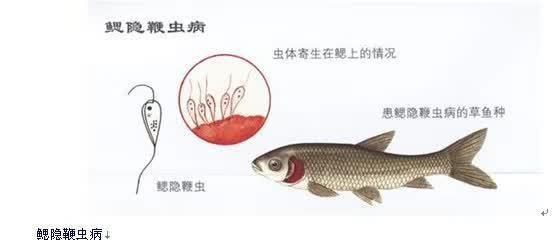 有哪些常見的魚類寄生蟲？，常見魚類寄生蟲