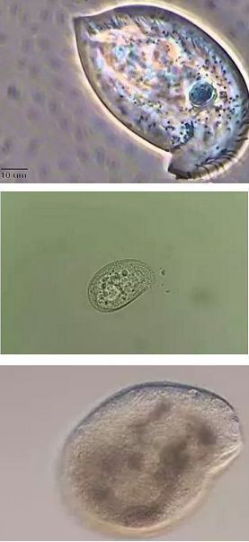 有哪些常見(jiàn)的魚(yú)類寄生蟲(chóng)？，常見(jiàn)魚(yú)類寄生蟲(chóng)