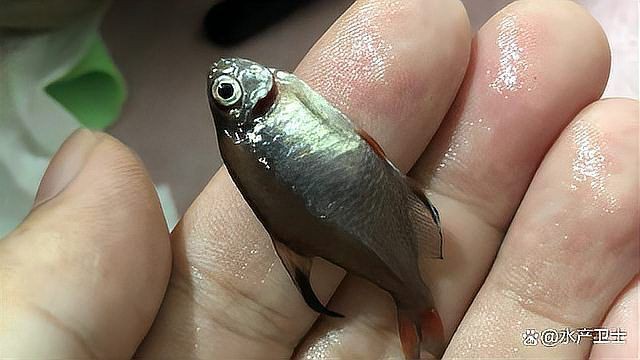 有哪些常見的魚類寄生蟲？，常見魚類寄生蟲