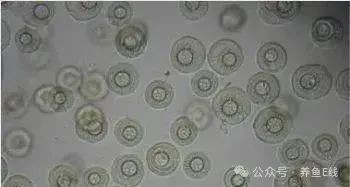 有哪些常見(jiàn)的魚(yú)類寄生蟲(chóng)？，常見(jiàn)魚(yú)類寄生蟲(chóng)