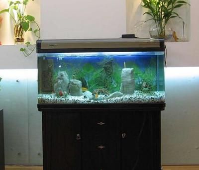 銀龍魚的配魚方法圖片(銀龍魚的配魚方法圖片大全)