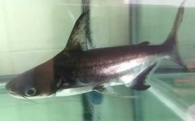 豬鼻龜哪一年列入瀕危野生動物種國際貿易公約(我國于哪年加入瀕危野生動物物種國際貿易公約)