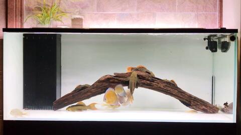 可麗愛跟森森哪個好：可麗愛和森森哪個牌子的魚缸好