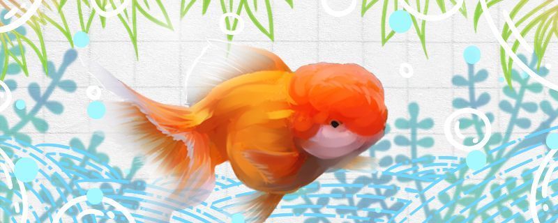 魚缸沉木一般指什么木頭的(魚缸沉水木都是什么木)