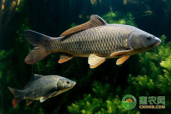 魟魚卷邊癥狀的處理方法：如何改善魟魚飼養環境