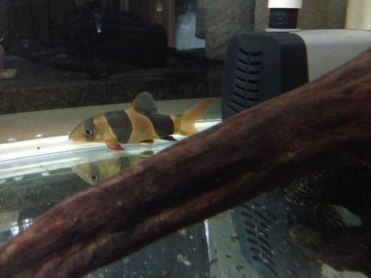 森森380魚缸邊框怎么拆:森森380魚缸邊框怎么拆卸 森森魚缸 第2張 森森380魚缸邊框怎么拆:森森380魚缸邊框怎么拆卸 森森380魚缸邊框怎么拆:森森380魚缸邊框怎么拆卸 森森魚缸 第2張