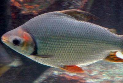銀龍魚為什么掉眼球(銀龍魚一只掉眼一只不掉)
