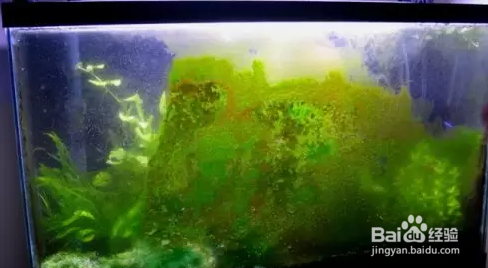 德克的魚缸好還是森森魚缸好:德克魚缸與森森魚缸哪個好 森森魚缸 第2張 德克的魚缸好還是森森魚缸好:德克魚缸與森森魚缸哪個好 德克的魚缸好還是森森魚缸好:德克魚缸與森森魚缸哪個好 森森魚缸 第2張