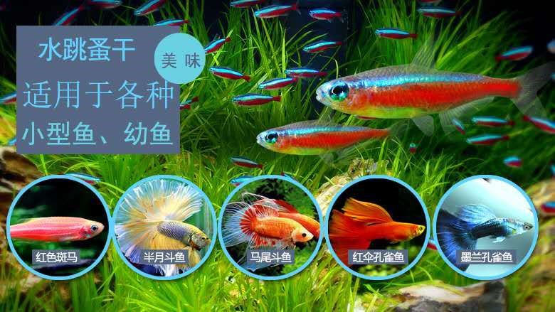 虎魚吃凍魚嗎：虎魚可以吃凍魚嗎，虎魚吃凍魚嗎，虎魚吃凍魚需要注意什么