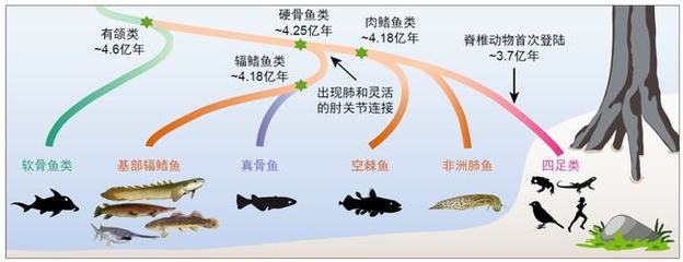 極品過背金龍魚怎么養（極品過背金龍魚怎么養好）