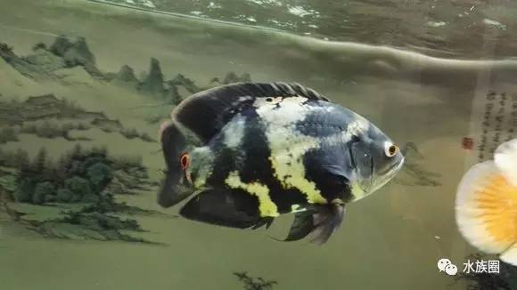 森森過濾器改造