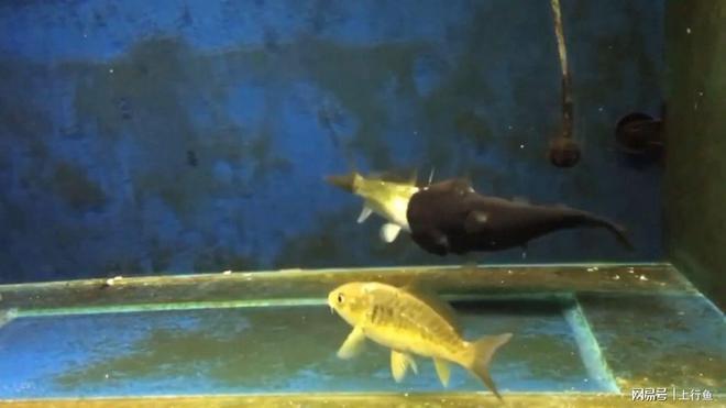 紅龍魚能活幾年壽命：關于紅龍魚壽命的一些詳細信息