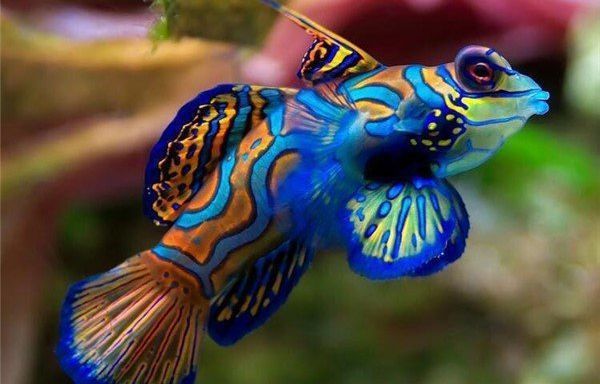 印度虎魚(yú)和泰國(guó)虎魚(yú)哪個(gè)好養(yǎng)活些:印尼虎魚(yú)和泰國(guó)虎魚(yú)哪個(gè)好養(yǎng)活些 虎魚(yú)百科 第1張 印度虎魚(yú)和泰國(guó)虎魚(yú)哪個(gè)好養(yǎng)活些:印尼虎魚(yú)和泰國(guó)虎魚(yú)哪個(gè)好養(yǎng)活些 印度虎魚(yú)和泰國(guó)虎魚(yú)哪個(gè)好養(yǎng)活些:印尼虎魚(yú)和泰國(guó)虎魚(yú)哪個(gè)好養(yǎng)活些 虎魚(yú)百科 第1張