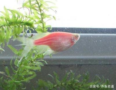 豬鼻龜的飼養溫度是多少(豬鼻龜的飼養溫度是多少度合適)