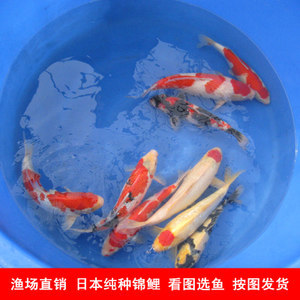 24K古典重金屬金龍魚:24k金龍魚和過背金龍魚