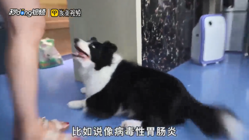 龍魚魚缸尺寸要多少米長vs祥龍魚場：祥龍魚場評價如何