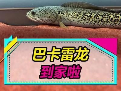 紅龍魚養殖技巧