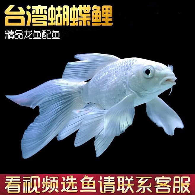 超市賣淡水魚專用魚缸：超市賣淡水魚專用魚缸價格是多少？