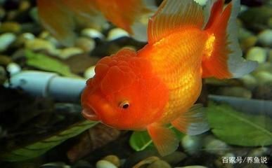 紅龍魚體內有蟲怎么祛除：紅龍魚體內寄生蟲怎么辦