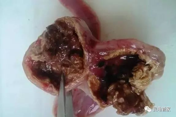 銀龍魚燈光用幾瓦的燈(銀龍魚的燈光用LED燈可以嗎)