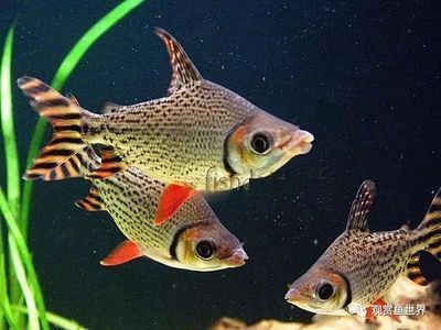 紅龍魚飼養溫度范圍是多少度