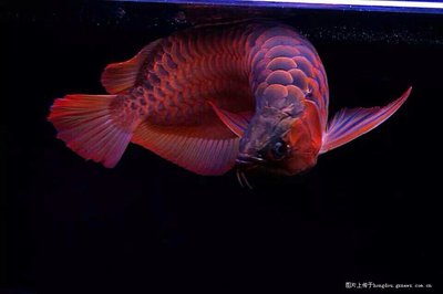 黑帝王魟魚保護措施有哪些：如何辨別黑帝王魟魚真偽