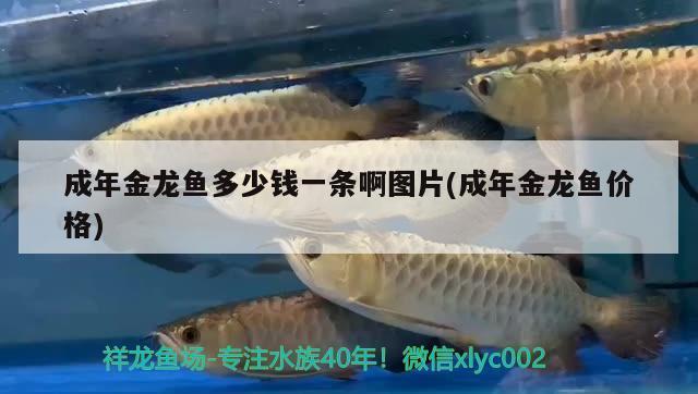 紅龍魚增色飼料有哪些品種的：紅龍魚增色飼料品種及其詳情紅龍魚增色飼料對比
