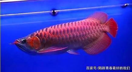 過背金龍魚又分為哪幾種魚(金龍魚和過背金龍魚) 金龍魚百科 第1張 過背金龍魚又分為哪幾種魚(金龍魚和過背金龍魚) 過背金龍魚又分為哪幾種魚(金龍魚和過背金龍魚) 金龍魚百科 第1張