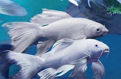 過背金龍魚和什么魚混養(yǎng):觀賞魚金龍魚可以和什么魚混養(yǎng)