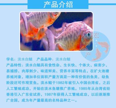 虎魚長了個紅色痘痘：虎魚身上出現紅色痘痘可能有多種原因
