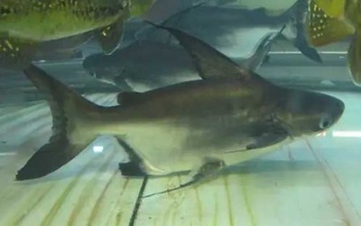 虎魚和龍魚混養(yǎng)：虎魚和龍魚可以混養(yǎng)嗎