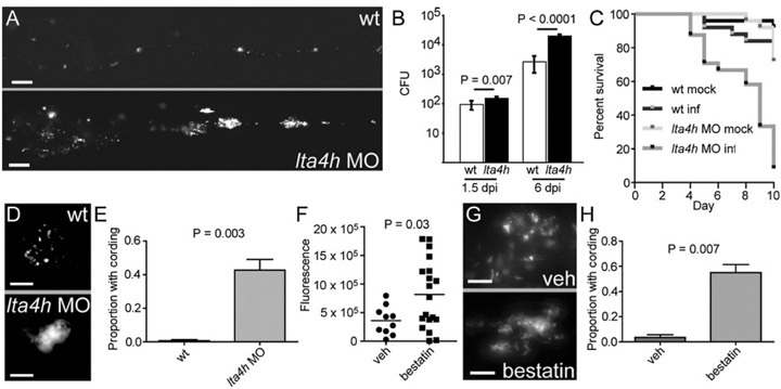龍魚炸鱗土霉素用量多少合適vs祥龍魚場：龍魚炸鱗土霉素用量多少合適