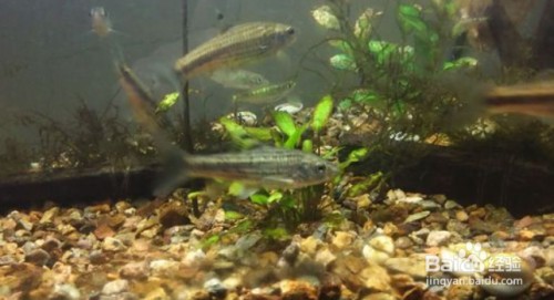 龍魚炸鱗土霉素用量多少合適vs祥龍魚場：龍魚炸鱗土霉素用量多少合適