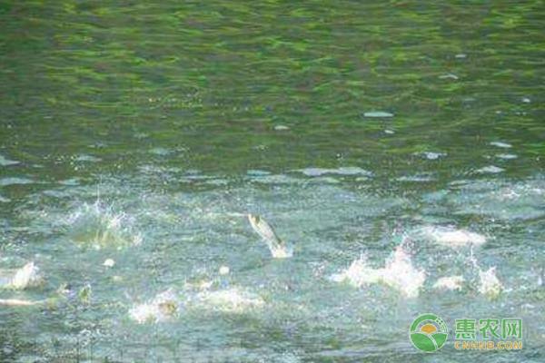 魟魚生長緩慢的解決辦法：如何解決魟魚生長緩慢的問題
