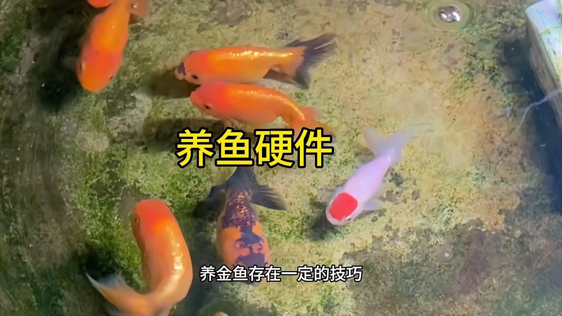 新手養金魚指南，新手養金魚指南摘要，輕松養好金魚寵物生活家從零起步