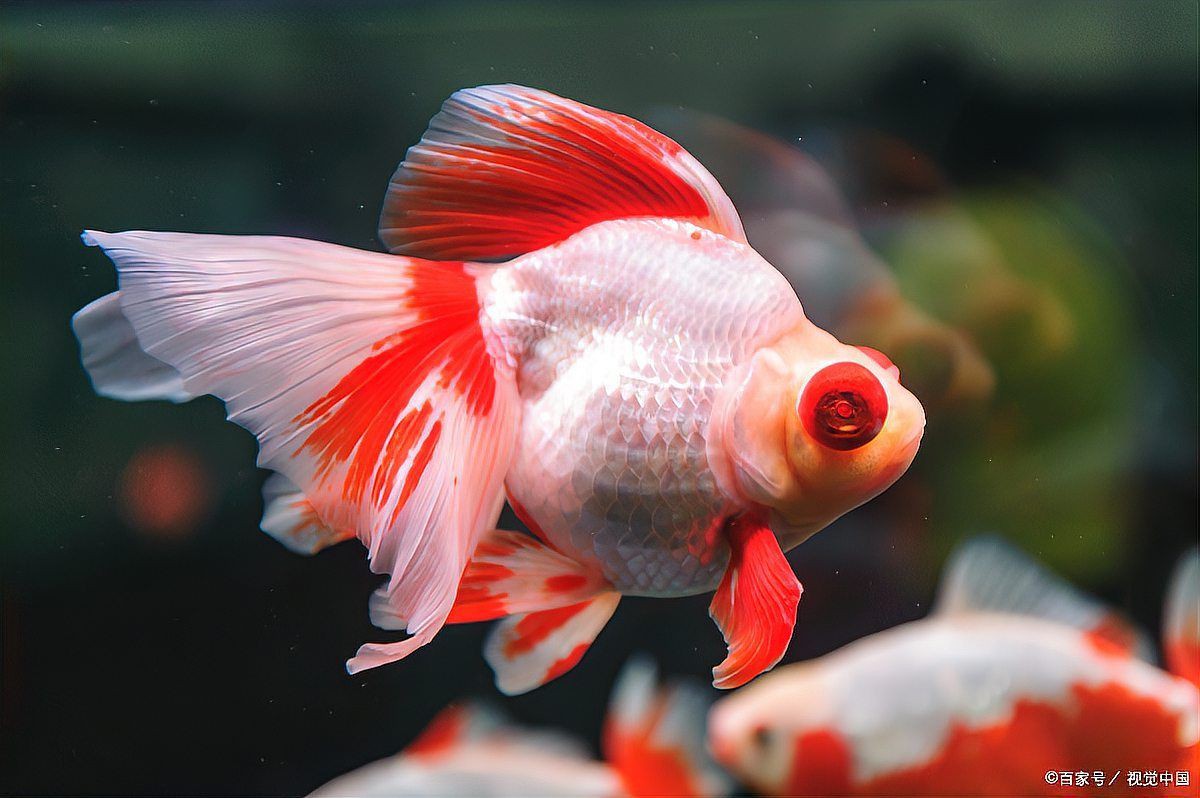 新手養金魚指南，新手養金魚指南摘要，輕松養好金魚寵物生活家從零起步