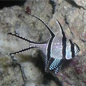 玫瑰銀版魚(yú)，“玫瑰銀版魚(yú)”并非單一物種而是對(duì)多種體色兼具玫瑰色與銀白色的統(tǒng)稱
