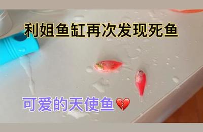 東湖區(qū)恒美立水族直銷部（東湖區(qū)恒美立水族直銷部地址）