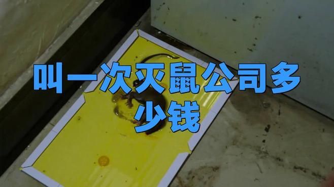 滅鼠公司一般多少錢，成都滅鼠公司一般多少錢